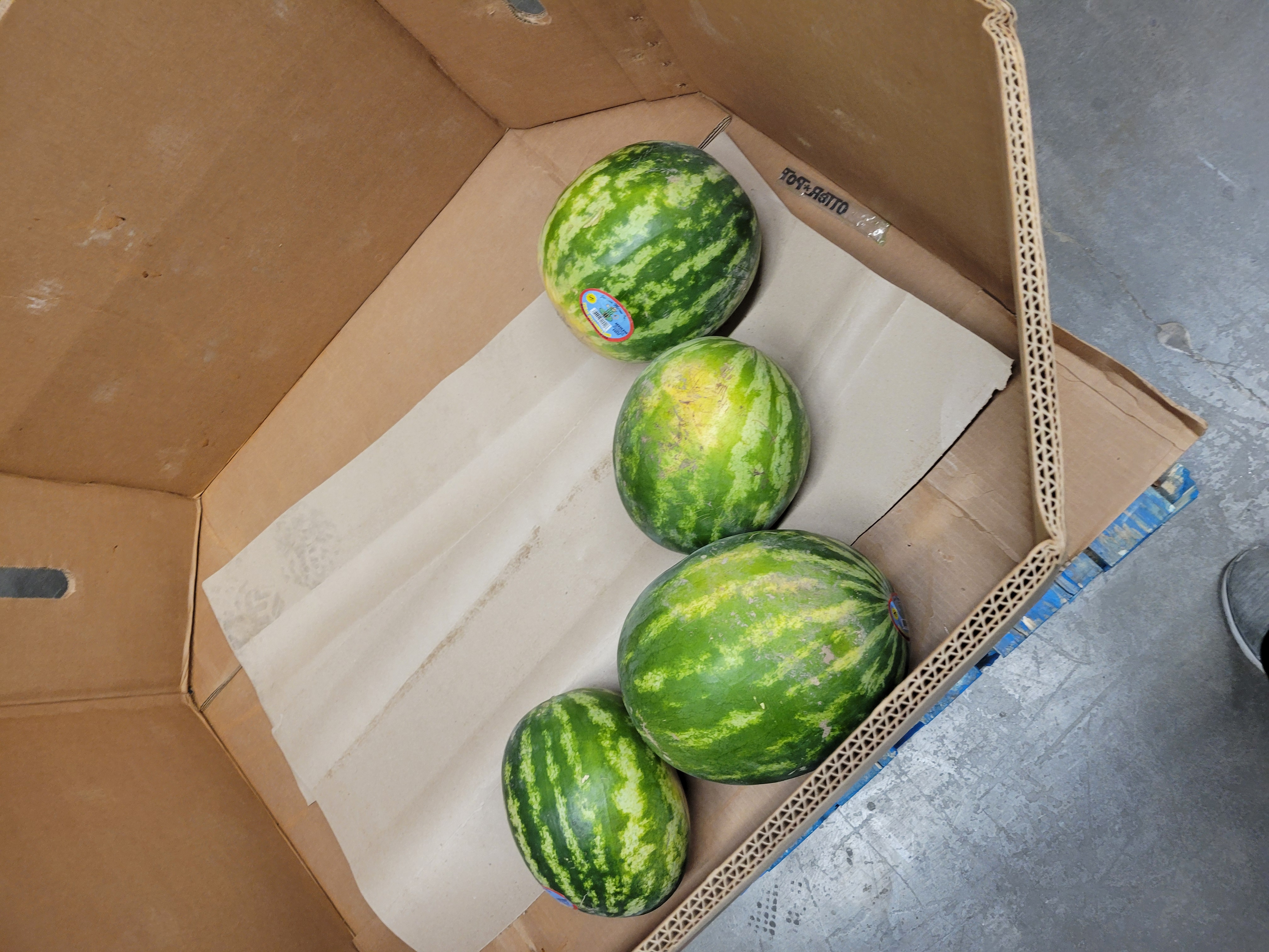 Cardboard container with four watermelons on the bottom.